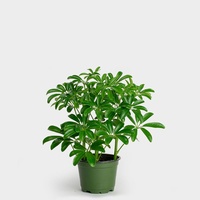 Dwarf umbrella tree - Schefflera Amate Dwarf 100mm
