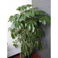 Dwarf umbrella tree - Schefflera arboricola 130mm