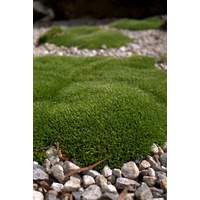 Scleranthus Biflorus Cushion Bush 140mm