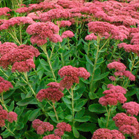 Sedum Autumn Joy 140mm