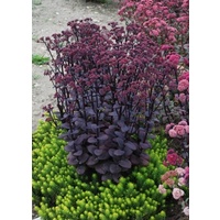 Sedum Blue Pearl 140mm