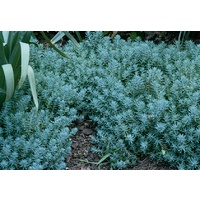 Succulent Hanger - Sedum rupestre Blue Spruce 200mm