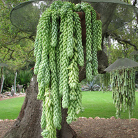 Donkeys Tail - Sedum Morganium 200mm