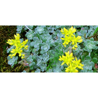 Broadleaf stonecrop - Sedum spathulifolium 140mm