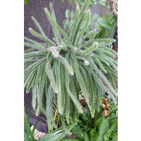 Succulent Hanging Baskets - Selenicereus hamatus Hanging Baskets 170mm
