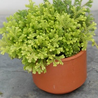 Club Moss - Selaginella kraussiana Gold 130mm