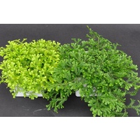 Club Moss - Selaginella kraussiana Green 130mm