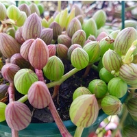 String of Watermelons - Senecio herreianus 140mm