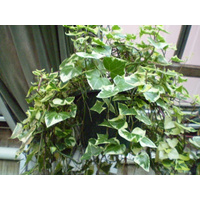 Succulent Hanging Baskets - Senecio macroglossus Hanging Baskets 170mm