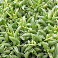 Senecio radicans Hanging Baskets 200mm