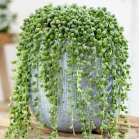 String of Pearls - Senecio Rowleyanus Hanging Basket 170mm