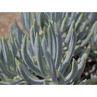 Blue Chalk Sticks - Senecio Serpens 140mm