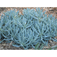 Trident Blue Chalk Sticks - Senecio Trident Blue 140mm
