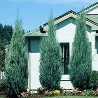Pencil Pine Juniperus Scopulorum Sky Rocket 200mm
