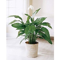Peace Lily - Spathiphyllum Sensation 250mm