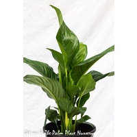 Peace Lily - Spathiphyllum 200mm