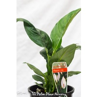 Peace Lily - Spathiphyllum 100mm