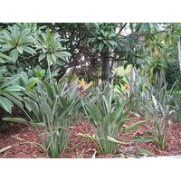 Bird of Paradise - Strelitzia Dwarf Reginae 200mm