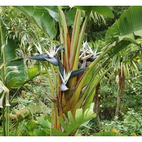Giant Bird of Paradise - Strelitzia Nicolai X-large 300mm