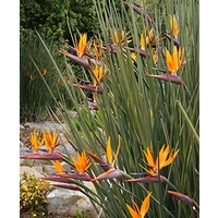 Bird of Paradise - Strelitzia Juncea 200mm