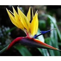 Bird of Paradise - Strelitzia Mendala Gold 200mm