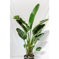 Giant Bird of Paradise - Strelitzia Nicolai 45ltr