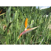 Bird of Paradise - Strelitzia Parvifolia 300mm