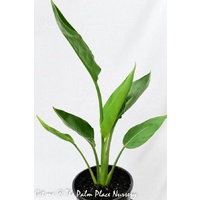 Bird of Paradise - Strelitzia Reginae 200mm
