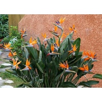Bird of Paradise - Strelitzia Reginae 250mm
