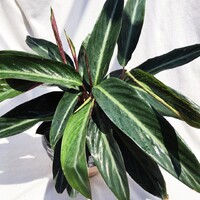 Stromanthe Sanguinea 200mm