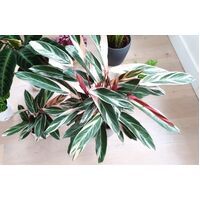 Stromanthe Sanguinea Triostar 200mm