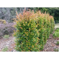 Lilly Pilly - Syzygium Australe 'Hinterlang Gold' 200mm