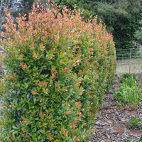 Hinterland Gold Lilly Pilly - Syzygium Australe Hinterland Gold 250mm