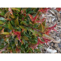 Lilly Pilly Winter Lights - Syzygium australe Winter Lights 200mm