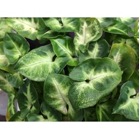 Syngonium Pixie Hanging Basket 200mm