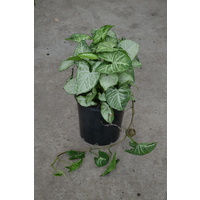 Syngonium assorted 200mm