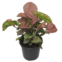 Syngonium podophyllum Neon Hanging 175mm