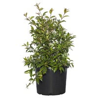 Syzygium Australe Bush Christmas 140mm