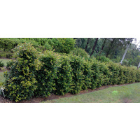 Lilly Pilly - Syzygium australe Resilience 250mm