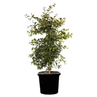 Syzygium Australe Elite 300mm