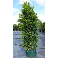 Lilly Pilly - Syzygium Paniculatum Backyard Bliss 300mm