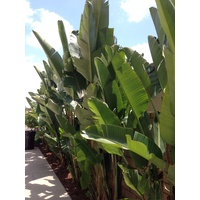 Giant Bird of Paradise - Strelitzia Nicolai 300ltr