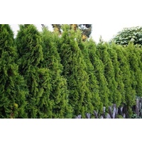Smaragd Conifer - Thuja Occidentalis Smaragd 250mm