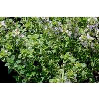 Lemon thyme - Thymus citriodorus 140mm