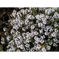 Thymus Alba Whie Flowering Thyme 140mm