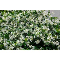 Asiatic jasmine - Trachelospermum asiaticum 140mm