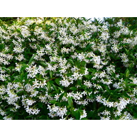 Star Jasmine - Trachelospermum jasminoides 250mm