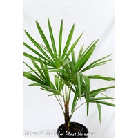 Chinese Windmill Palm - Trachycarpus Fortunei 200mm