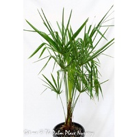 Chinese Windmill Palm - Trachycarpus Fortunei 300mm