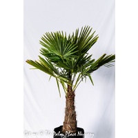 Chinese Windmill Palm - Trachycarpus Fortunei 45ltr